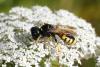 Ectemnius fossorius